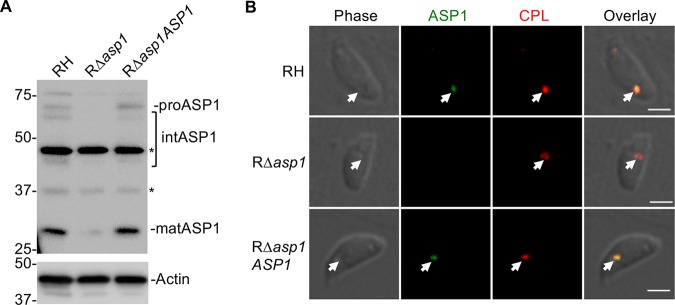 FIG 4