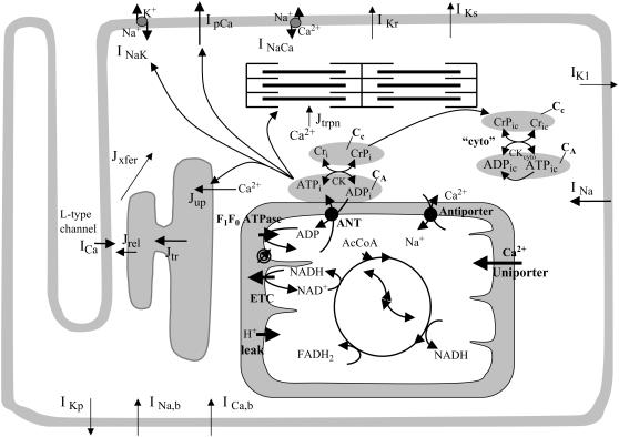 FIGURE 1