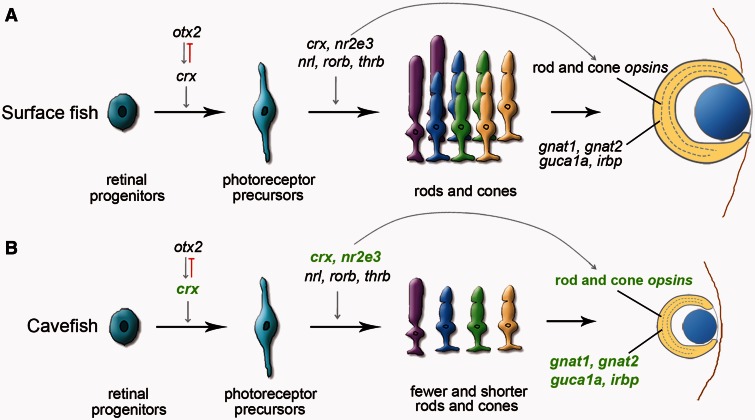 Fig. 7.