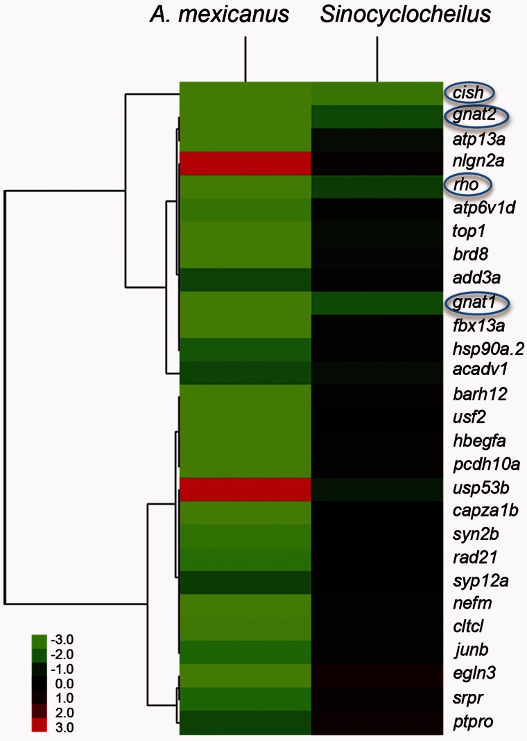 Fig. 9.