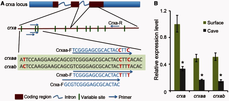 Fig. 8.