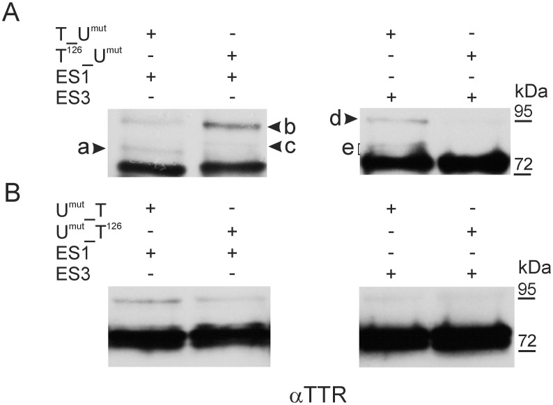 Fig 5