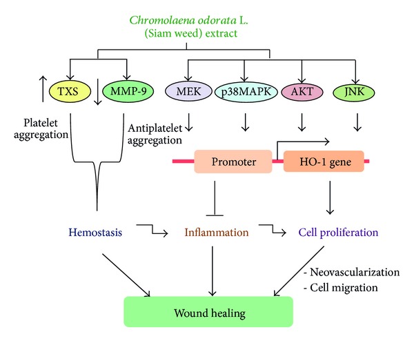 Figure 5