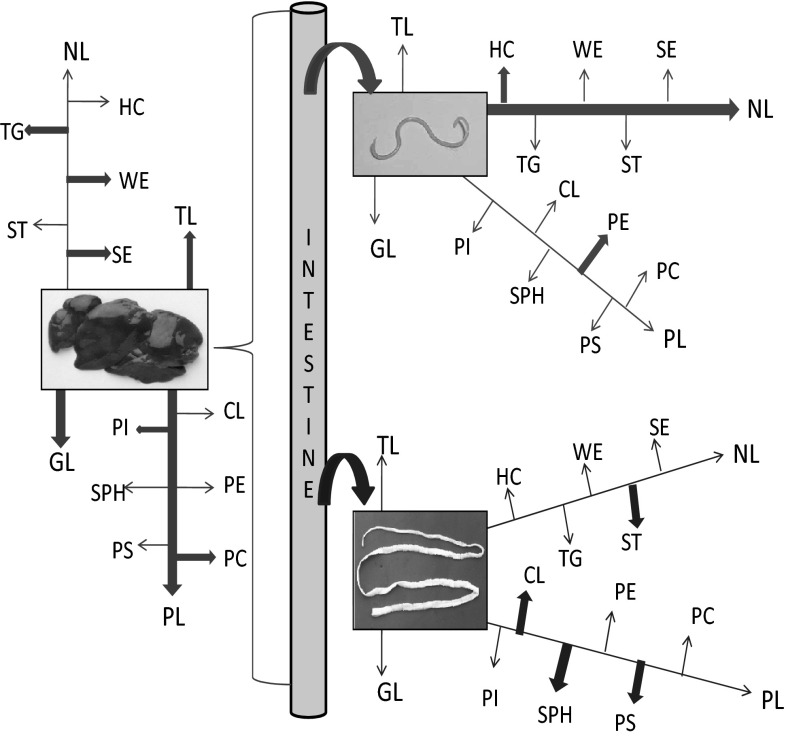 Fig. 8