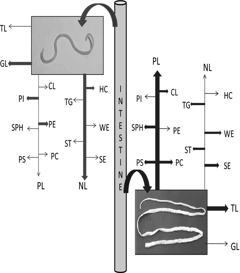 Fig. 7