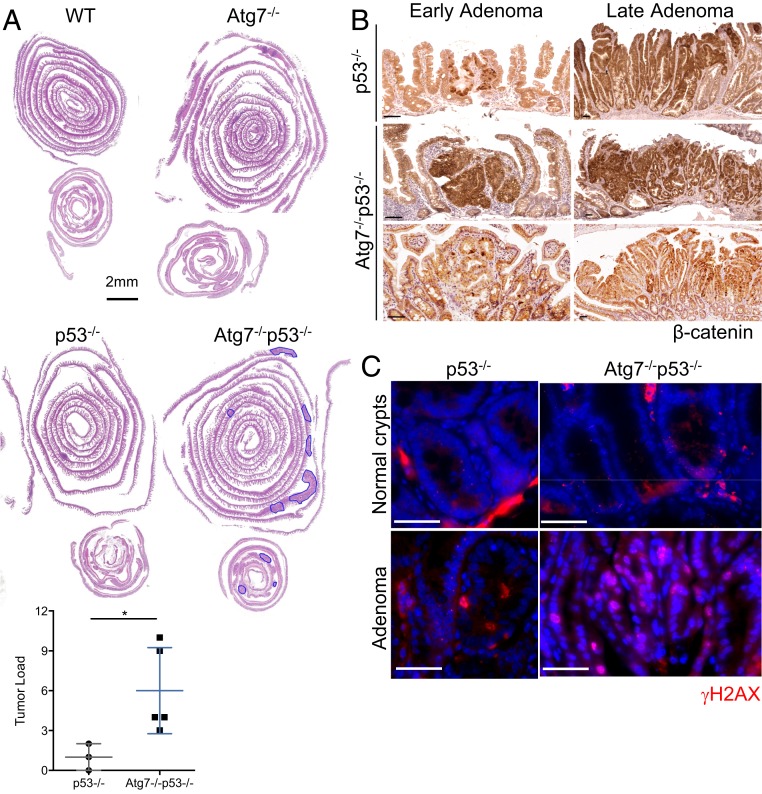 Fig. 7.