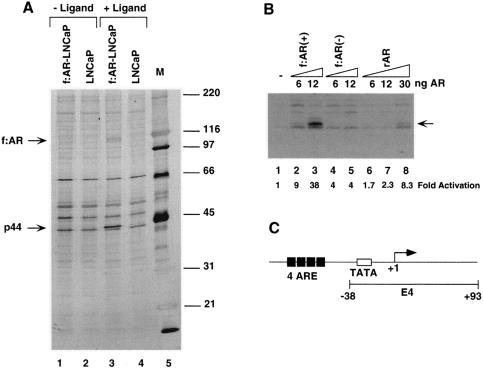 FIG. 1.