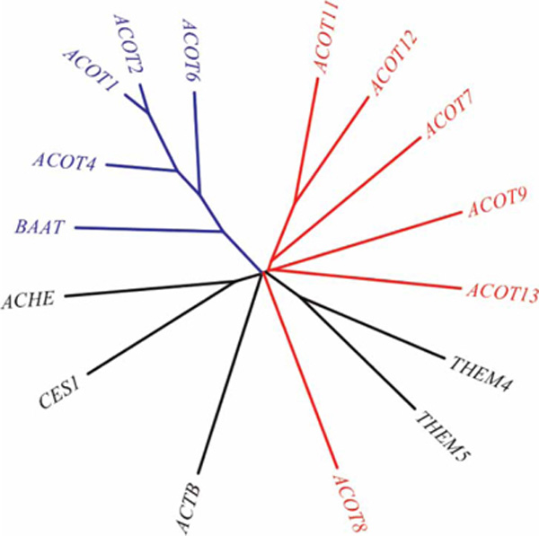 Evolutionary divergence and functions of the human acyl-CoA ...