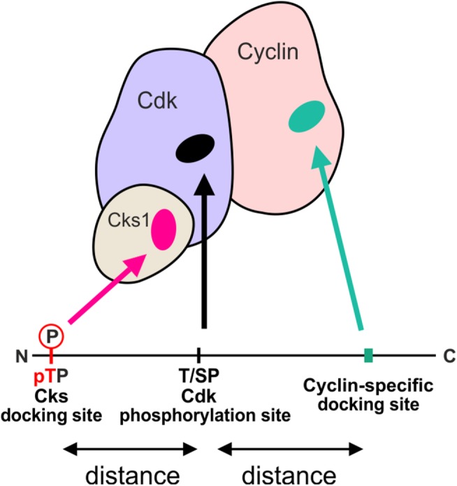 FIGURE 3: