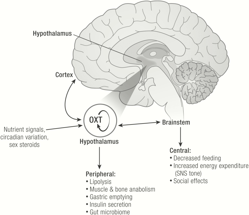 Graphical Abstract