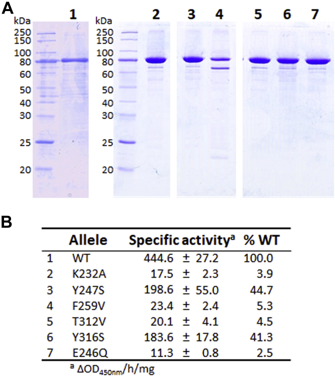 Figure 5