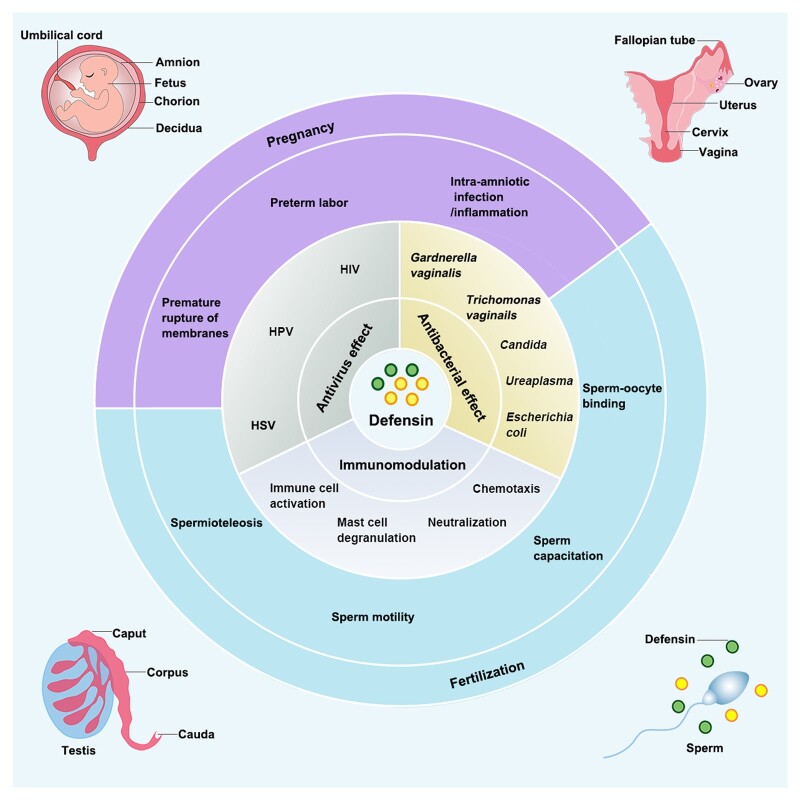 Graphical Abstract