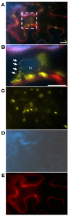 FIGURE 2