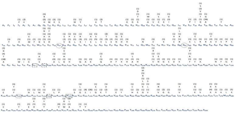 Frequency of amino acid substitutions in the non-structural protein 3 (NS3) region of hepatitis C virus (HCV) genotype 1a. The consensus sequence of amino acids is represented in blue. The subscript number at right refers to the position of the amino acid in the protein. Above each amino acid is represented the substitution and its absolute frequency. The highlighted numbers are the catalytic triad (black circles) and the residues linked to zinc (dotted square).