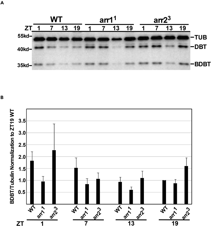 Figure 4