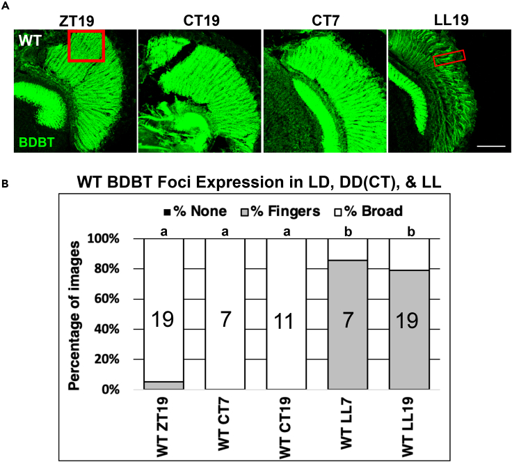 Figure 1