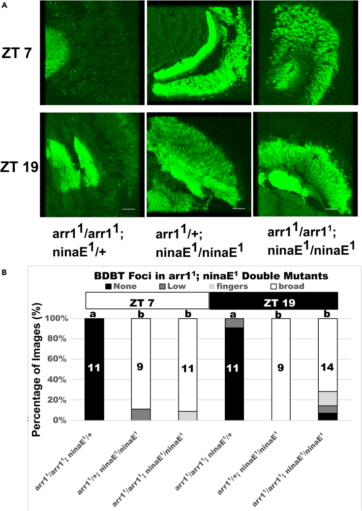 Figure 3