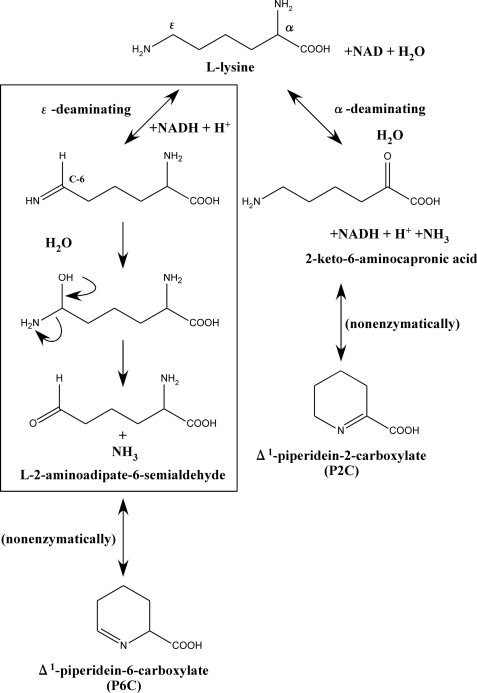 FIGURE 1.