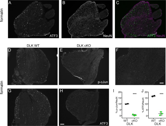 Figure 1—figure supplement 3.