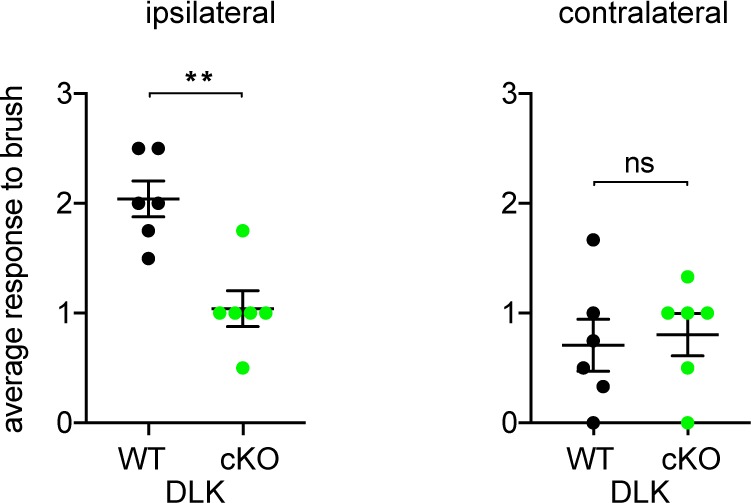 Figure 1—figure supplement 1.