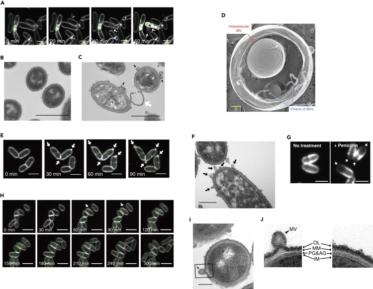 Figure 2