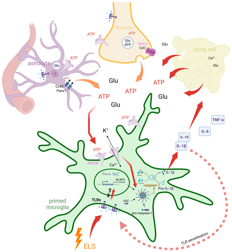 Figure 2