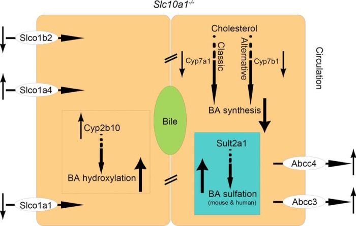 Figure 7.