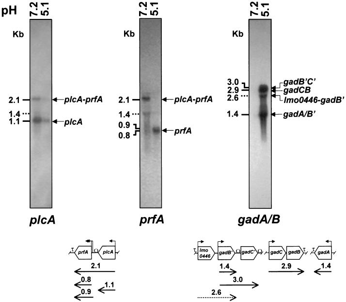 FIG. 3.