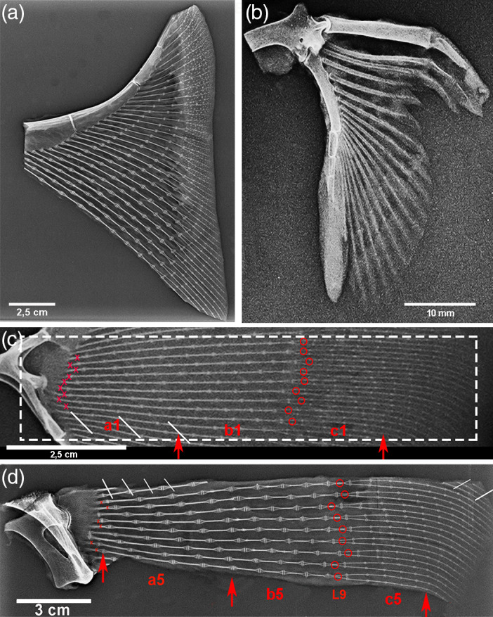 FIGURE 2