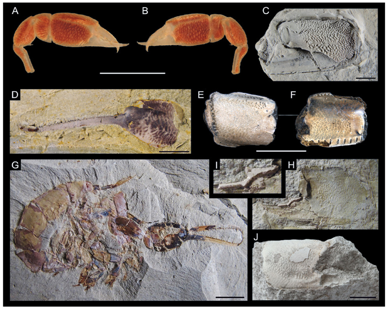 Fig. 8.