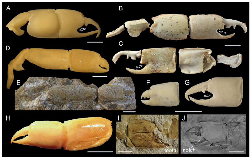 Fig. 10.