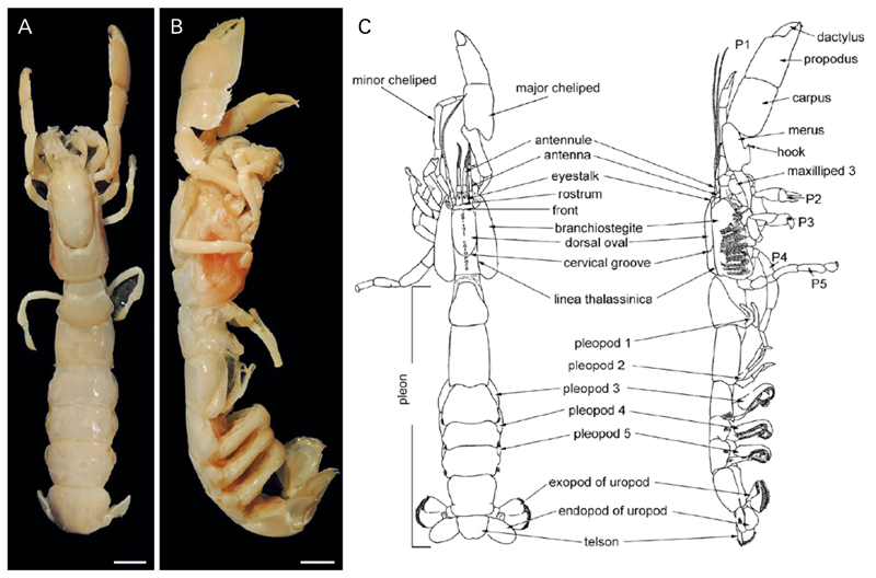 Fig. 1.