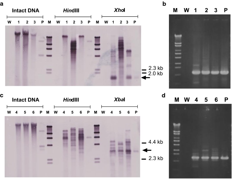 Fig. 3
