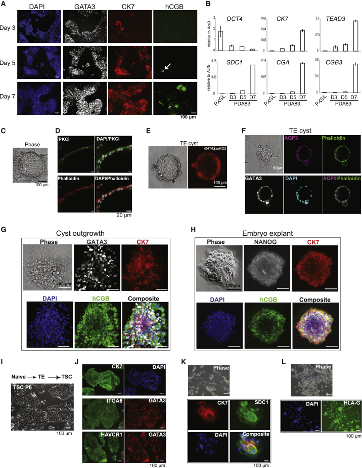 Figure 2