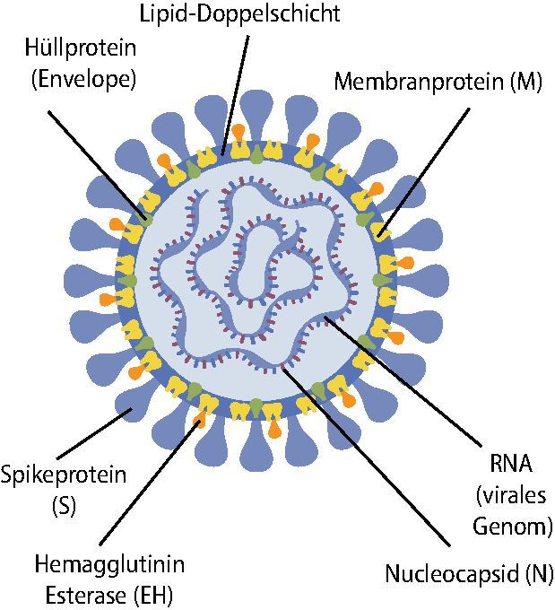 graphic file with name 940_2021_3228_Fig1_HTML.jpg