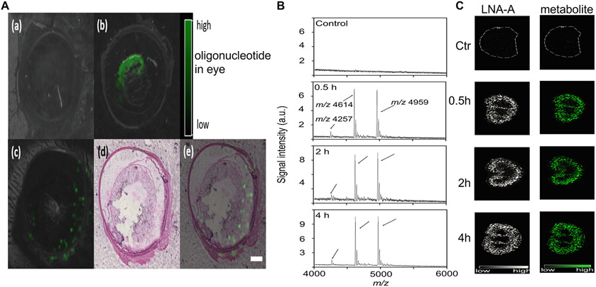 Fig. 14.