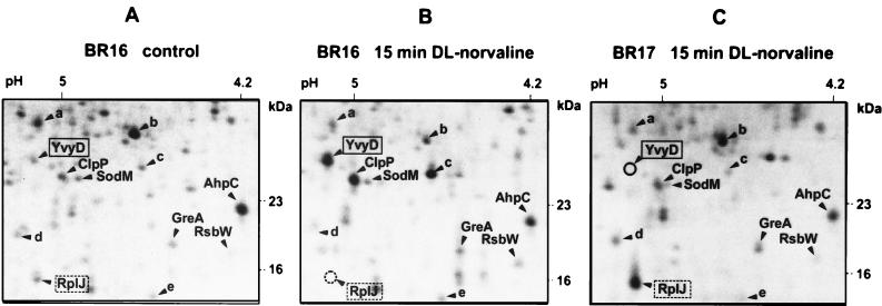 FIG. 5