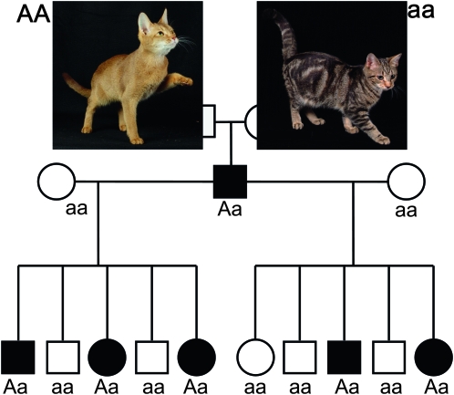 Figure 2.—