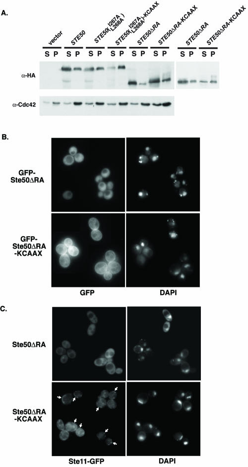 FIG. 7.