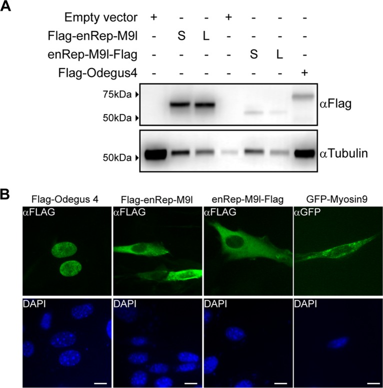 FIG 3