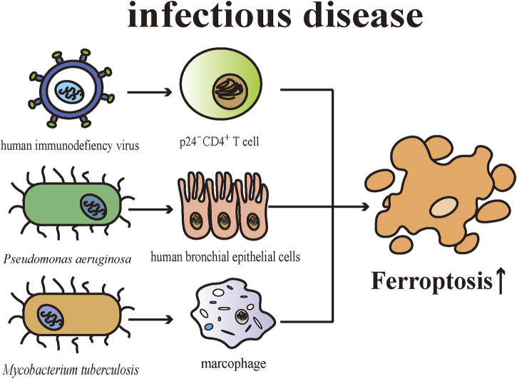 FIGURE 4