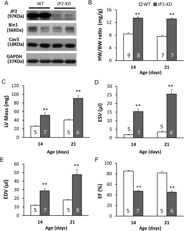 Figure 5