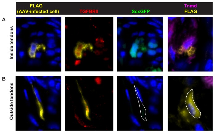 Figure 7—figure supplement 1.