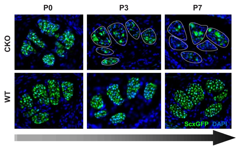 Figure 1—figure supplement 2.