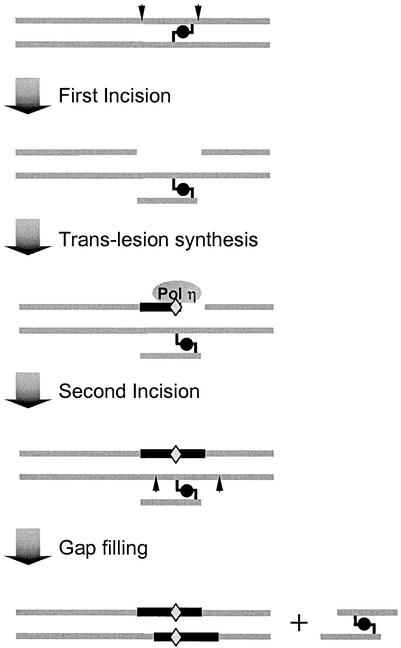 FIG. 7.