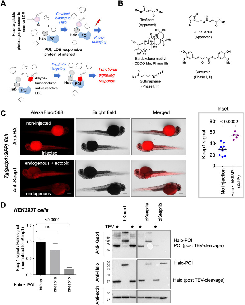 Figure 1—figure supplement 1.