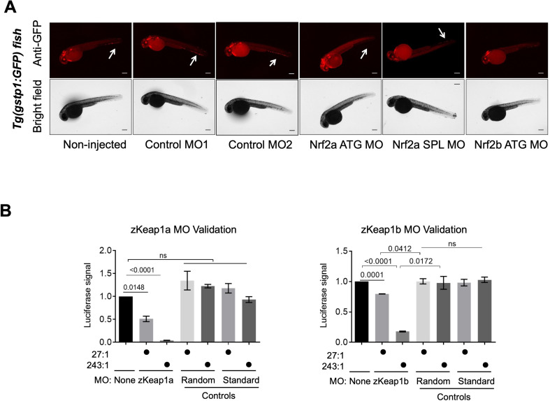 Figure 1—figure supplement 3.