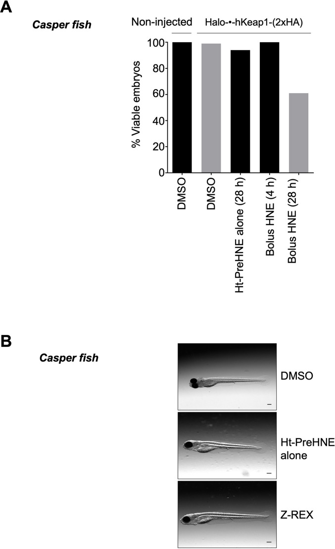 Figure 3—figure supplement 1.