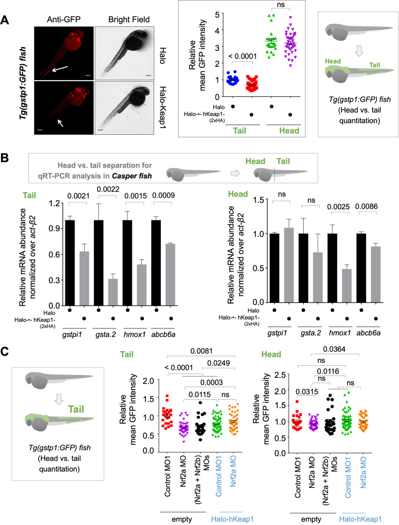 Figure 1—figure supplement 2.