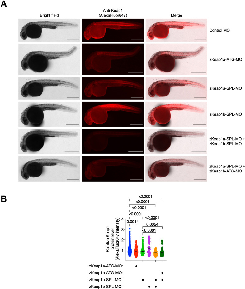 Figure 1—figure supplement 5.